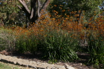 Perth: Plants in Kings Park