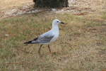 Perth: Bird on Heirisson Island