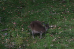 Pinacles: Känguru