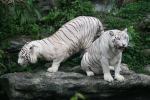 Hongkong: Weisser Tiger im Zoo