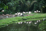 Hongkong: Flamingos