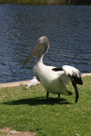  Adelaide: Australian Pelican