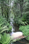 Rain Forests of the Otway National Park
