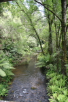 Rain Forests of the Otway National Park