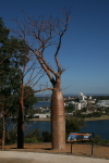 Perth: Tree in Kings Park