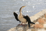 Perth: Bird at Swan River