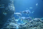 Perth: In the Aquarium