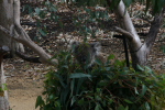 Pinacles: Koala