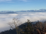  Üetliberg: Blick auf die Alpen über dem Wolkenmeer