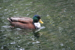  Dublin; Ducks on Grand Canal