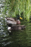  Dublin; Ducks on Grand Canal